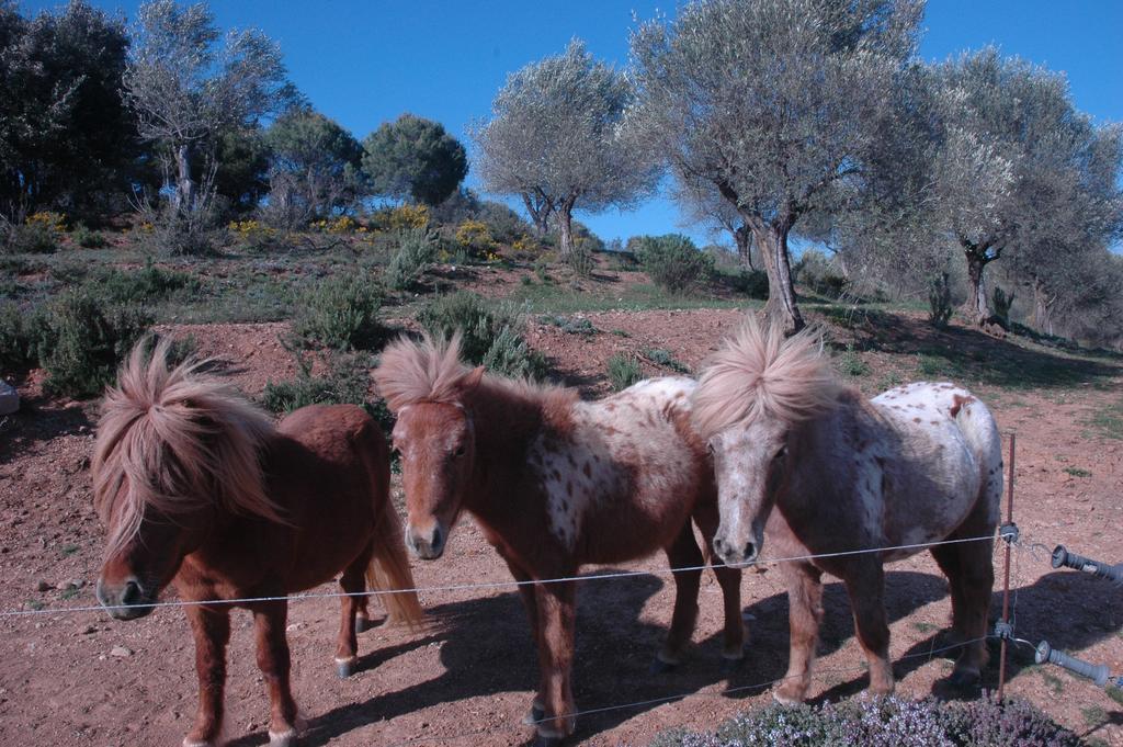 Masoveria De Llado Dış mekan fotoğraf